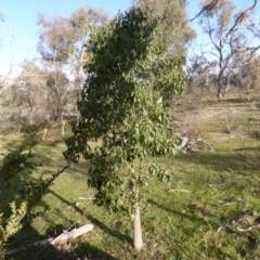 Brachychiton populneus subsp. populneus (Kurrajong) at Symonston, ACT - 25 May 2015 by Mike