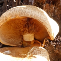 Gymnopilus junonius (Spectacular Rustgill) at Isaacs Ridge and Nearby - 24 May 2015 by Mike