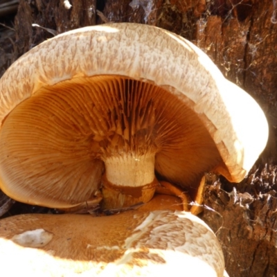 Gymnopilus junonius (Spectacular Rustgill) at Isaacs Ridge and Nearby - 24 May 2015 by Mike