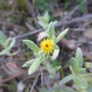 Chrysocephalum apiculatum at O'Malley, ACT - 17 May 2015