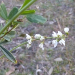 Melilotus albus (Bokhara) at O'Malley, ACT - 17 May 2015 by Mike