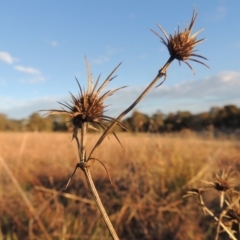 Eryngium ovinum (Blue Devil) at Macgregor, ACT - 25 May 2015 by MichaelBedingfield