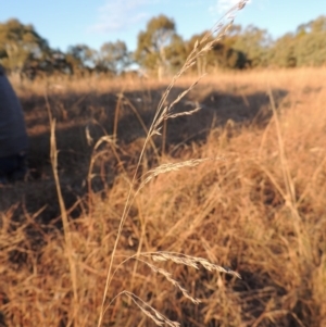 Poa sieberiana at Macgregor, ACT - 25 May 2015