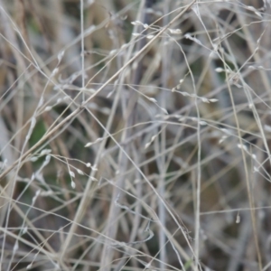 Panicum effusum at Macgregor, ACT - 25 May 2015