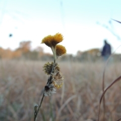 Chrysocephalum apiculatum (Common Everlasting) at Umbagong District Park - 25 May 2015 by michaelb