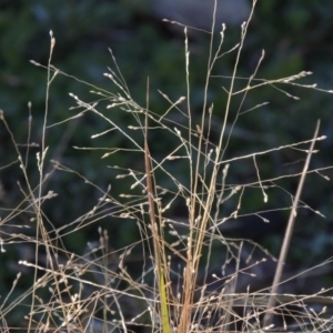 Panicum effusum at Bonython, ACT - 16 May 2015