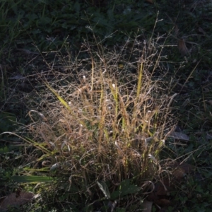 Panicum effusum at Bonython, ACT - 16 May 2015