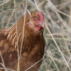Gallus gallus (Red Junglefowl (Domestic)) at Bullen Range - 26 Sep 2018 by AlisonMilton