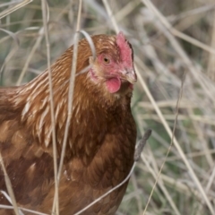 Gallus gallus (Red Junglefowl (Domestic)) at Bullen Range - 25 Sep 2018 by Alison Milton