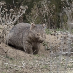 Vombatus ursinus (Common wombat, Bare-nosed Wombat) at Bullen Range - 26 Sep 2018 by AlisonMilton