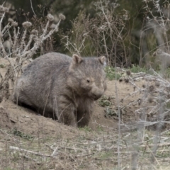 Vombatus ursinus (Common wombat, Bare-nosed Wombat) at Greenway, ACT - 26 Sep 2018 by AlisonMilton