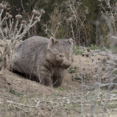 Vombatus ursinus (Common wombat, Bare-nosed Wombat) at Bullen Range - 26 Sep 2018 by AlisonMilton