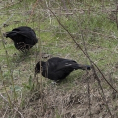 Corcorax melanorhamphos (White-winged Chough) at Greenway, ACT - 26 Sep 2018 by Alison Milton