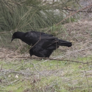 Corcorax melanorhamphos at Greenway, ACT - 26 Sep 2018 11:33 AM