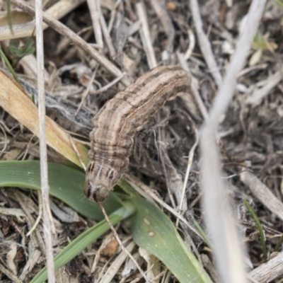 Proteuxoa (genus) (A Noctuid moth) at Greenway, ACT - 26 Sep 2018 by Alison Milton