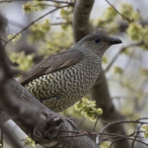 Ptilonorhynchus violaceus at Greenway, ACT - 26 Sep 2018