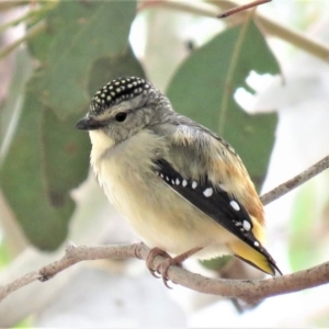 Pardalotus punctatus at Symonston, ACT - 26 Sep 2018 11:23 AM