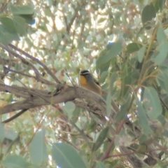 Pardalotus punctatus at Symonston, ACT - 26 Sep 2018 11:23 AM