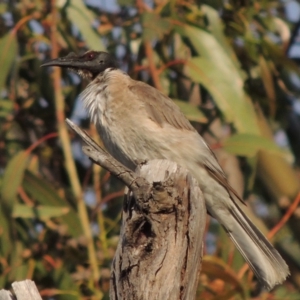 Philemon corniculatus at Greenway, ACT - 26 Oct 2017