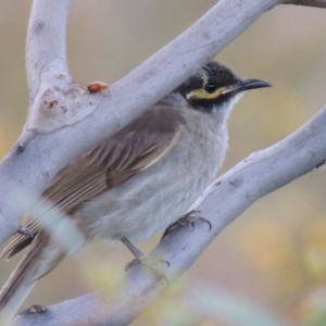 Caligavis chrysops at Paddys River, ACT - 27 Dec 2014