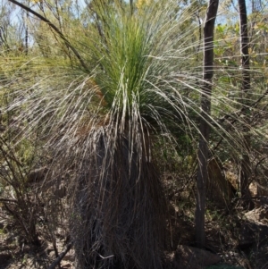 Xanthorrhoea glauca subsp. angustifolia at Uriarra Village, ACT - 25 Sep 2018