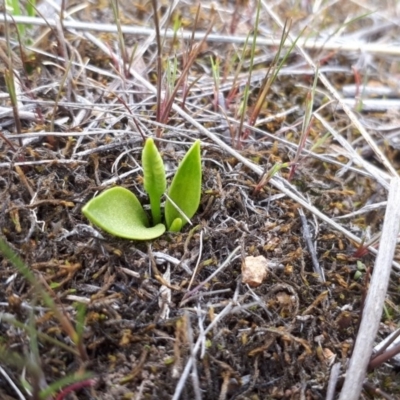 Ophioglossum lusitanicum (Adder's Tongue) at Dunlop, ACT - 26 Sep 2018 by purple66