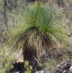 Xanthorrhoea glauca subsp. angustifolia at Paddys River, ACT - 21 Sep 2018