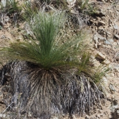 Xanthorrhoea glauca subsp. angustifolia at Paddys River, ACT - 21 Sep 2018