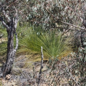 Xanthorrhoea glauca subsp. angustifolia at Paddys River, ACT - 21 Sep 2018