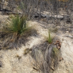 Xanthorrhoea glauca subsp. angustifolia at Uriarra Village, ACT - 25 Sep 2018