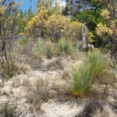 Xanthorrhoea glauca subsp. angustifolia at Uriarra Village, ACT - 25 Sep 2018