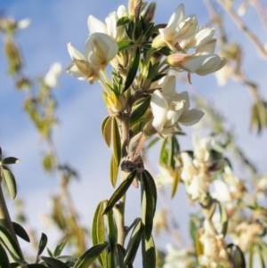 Chamaecytisus palmensis at Cotter River, ACT - 25 Sep 2018 09:32 AM