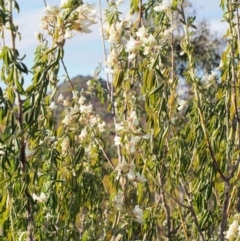 Chamaecytisus palmensis at Cotter River, ACT - 25 Sep 2018 09:32 AM