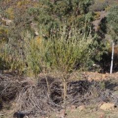 Chamaecytisus palmensis at Cotter River, ACT - 25 Sep 2018