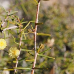 Acacia ulicifolia (Prickly Moses) at Cotter Reservoir - 25 Sep 2018 by KenT