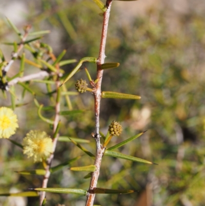 Acacia ulicifolia (Prickly Moses) at Lower Cotter Catchment - 25 Sep 2018 by KenT