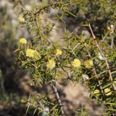 Acacia ulicifolia at Cotter River, ACT - 25 Sep 2018