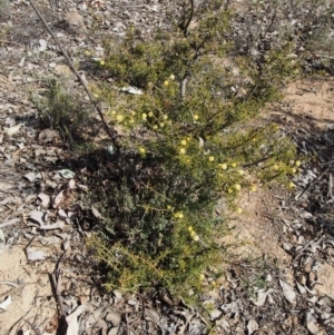 Acacia ulicifolia at Cotter River, ACT - 25 Sep 2018