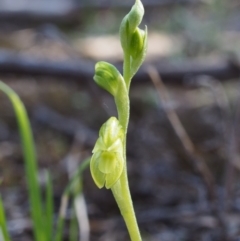 Hymenochilus sp. (A Greenhood Orchid) at Lower Cotter Catchment - 25 Sep 2018 by KenT