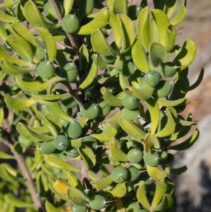 Persoonia rigida at Cotter River, ACT - 25 Sep 2018