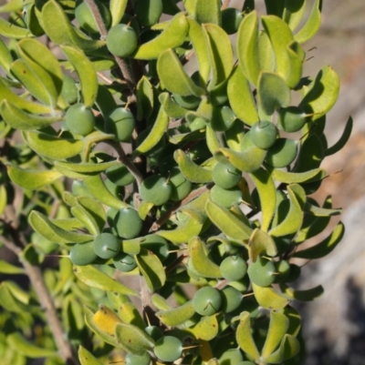 Persoonia rigida (Hairy Geebung) at Cotter River, ACT - 25 Sep 2018 by KenT