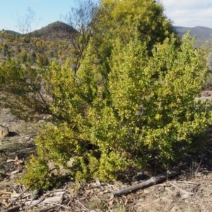 Persoonia rigida at Cotter River, ACT - 25 Sep 2018