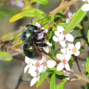 Xylocopa (Lestis) aerata at Acton, ACT - 27 Sep 2018 01:49 PM