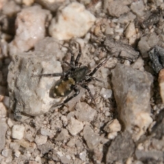 Zodariidae (family) (Unidentified Ant spider or Spotted ground spider) at Tidbinbilla Nature Reserve - 25 Sep 2018 by SWishart