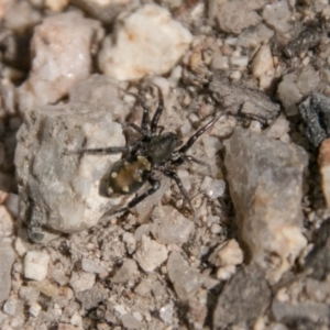 Zodariidae (family) at Paddys River, ACT - 25 Sep 2018 01:48 PM