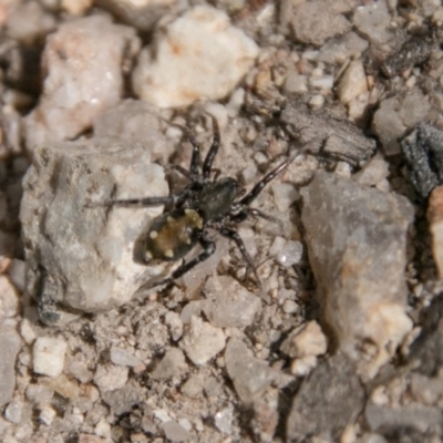 Zodariidae (family) (Ant spider or Spotted ground spider) at Paddys River, ACT - 25 Sep 2018 by SWishart