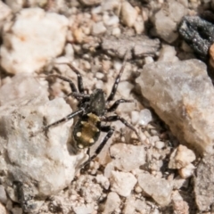 Zodariidae (family) at Paddys River, ACT - 25 Sep 2018 01:48 PM