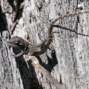 Amphibolurus muricatus at Paddys River, ACT - 25 Sep 2018 01:29 PM