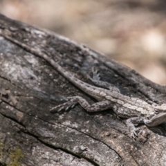 Amphibolurus muricatus (Jacky Lizard) at Paddys River, ACT - 25 Sep 2018 by SWishart