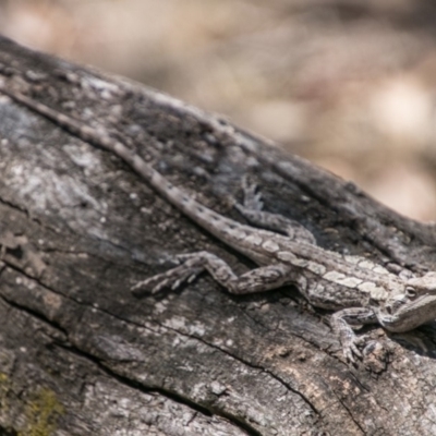 Amphibolurus muricatus (Jacky Lizard) at Tidbinbilla Nature Reserve - 25 Sep 2018 by SWishart